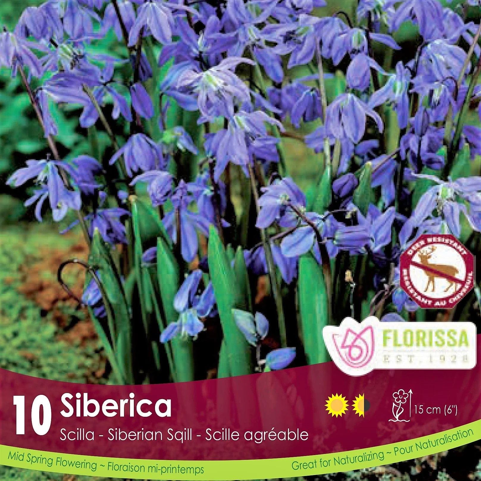 Scilla - Siberica, 10 pack