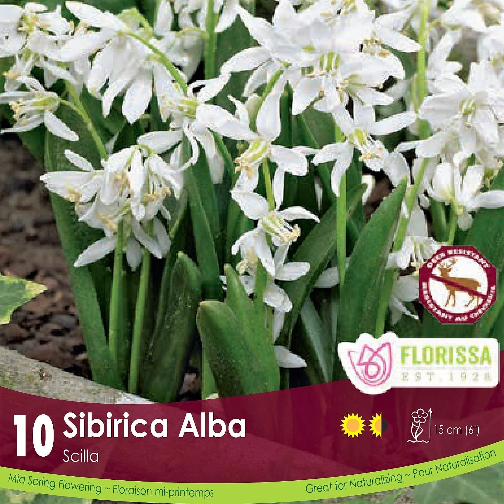 Scilla - Sibirica Alba, 10 Pack