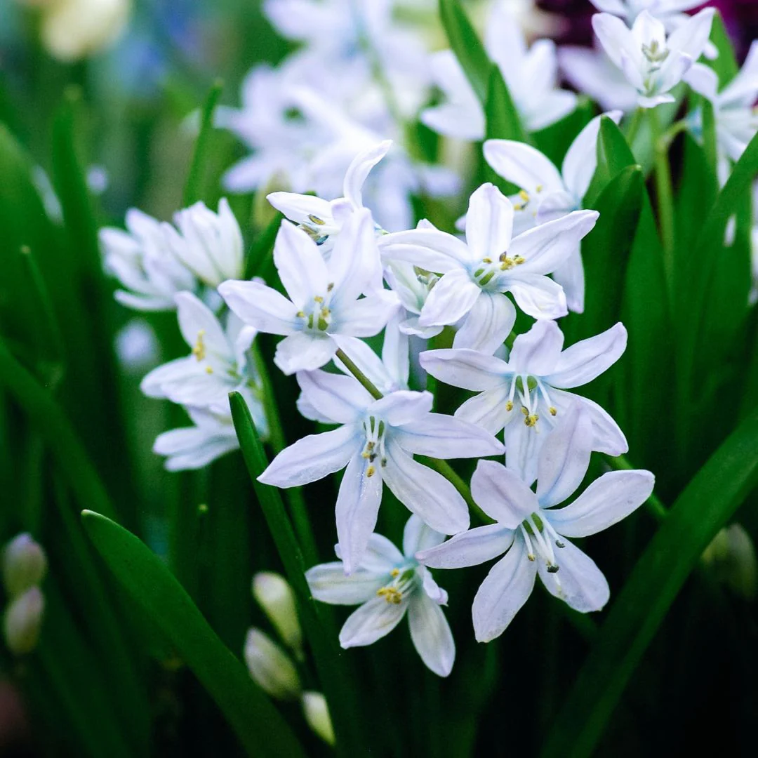 Scilla - Sibirica Alba, 10 Pack - Image 2