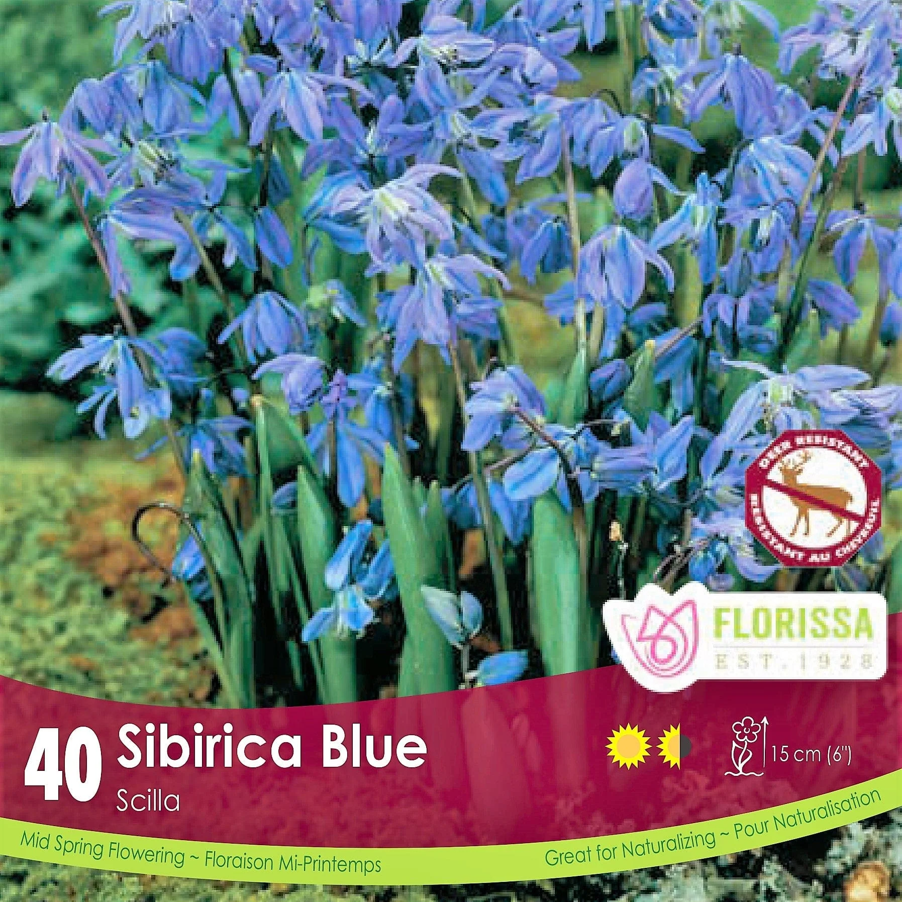 Scilla - Sibirica Blue, BONUS 40 Pack