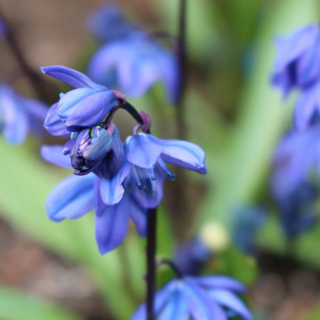 Scilla - Sibirica Blue, BONUS 40 Pack - Image 2