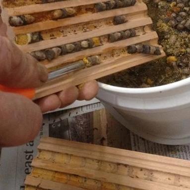 Scoop Mason Bee Cocoon Harvest - Image 4