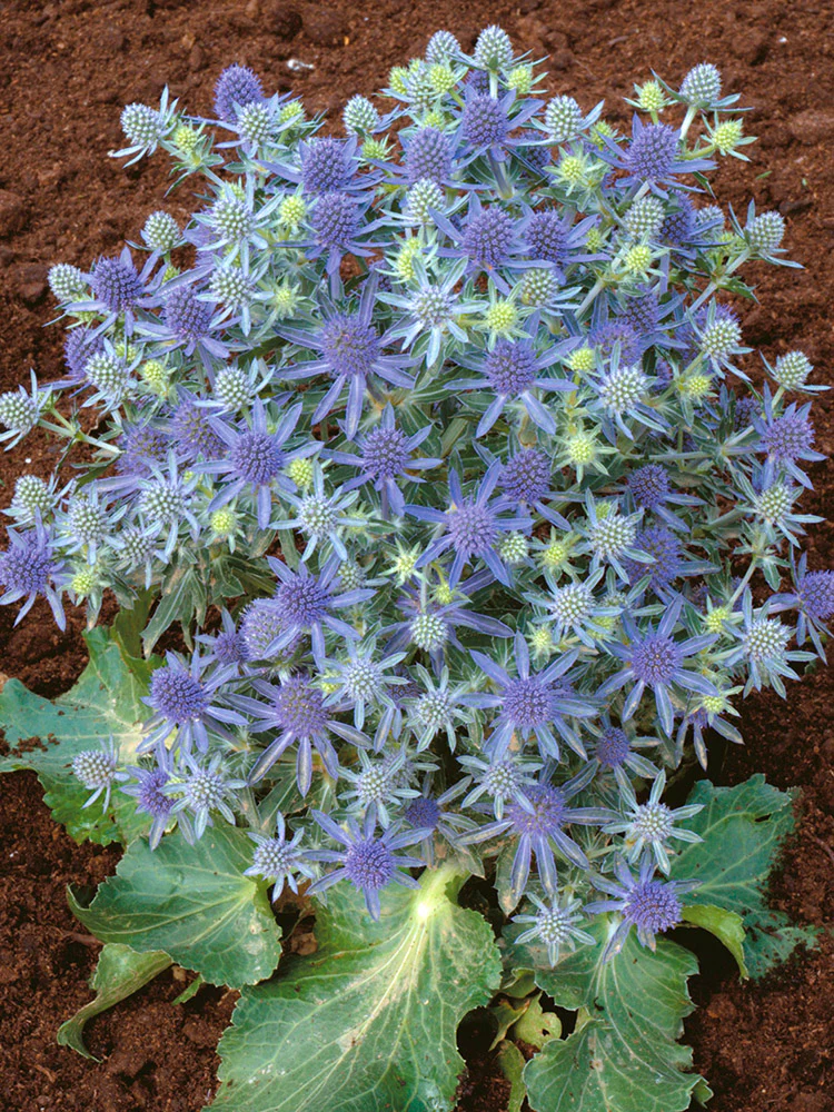 Sea Holly - Blue Hobbit, 1 Pack - Image 2