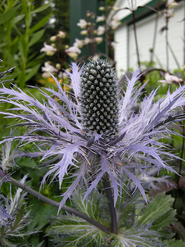 Sea Holly - Blue Star, 1 Pack - Image 2