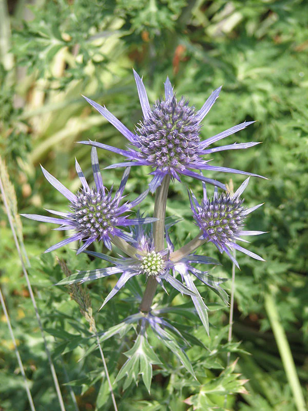 Sea Holly - Blue Star, 1 Pack - Image 3