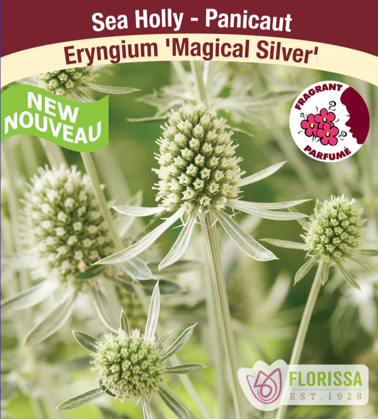 Sea Holly - Magical Silver, 1 Pack