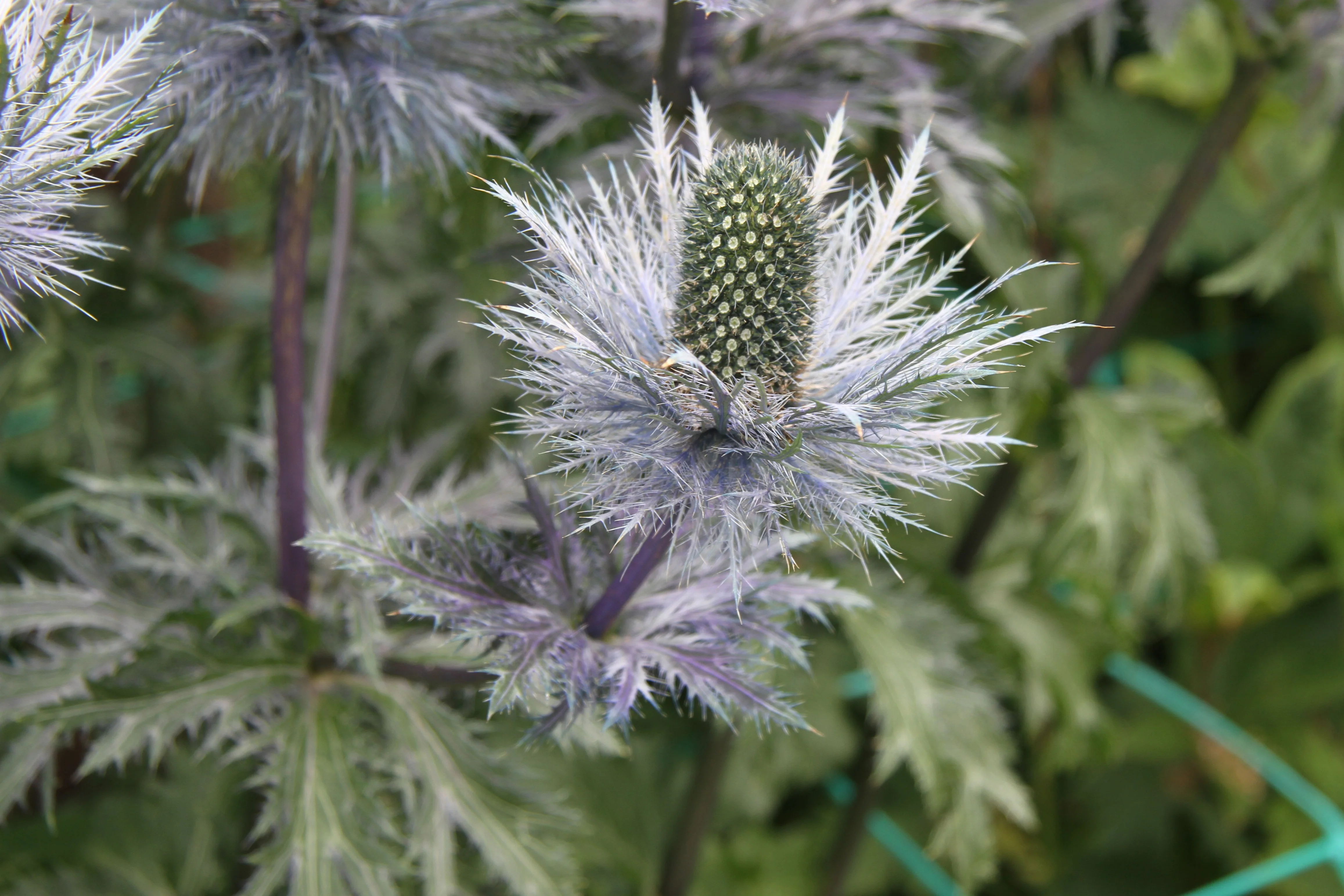 Sea Holly - Magical Silver, 1 Pack - Image 2