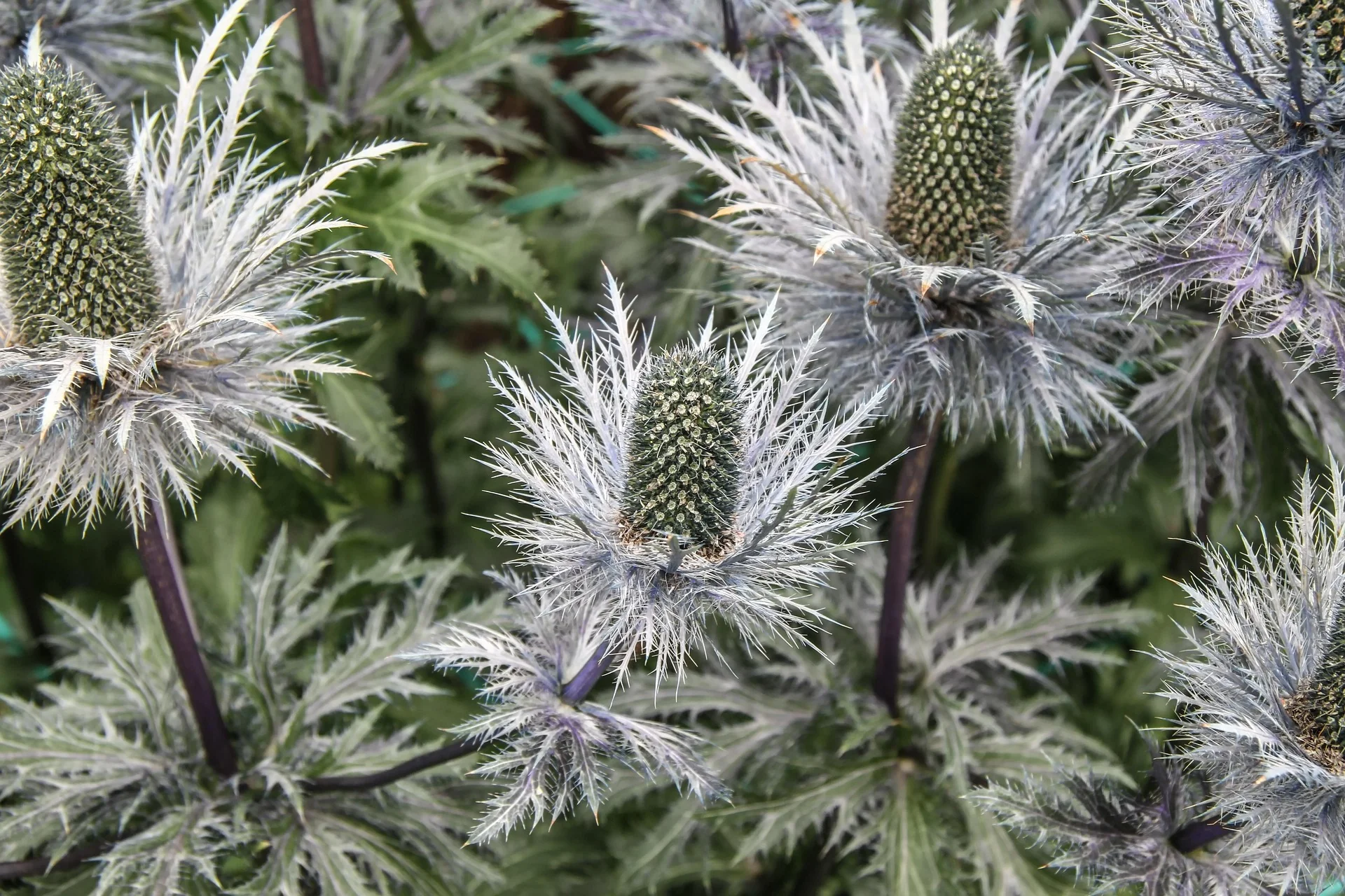 Sea Holly - Magical Silver, 1 Pack - Image 3