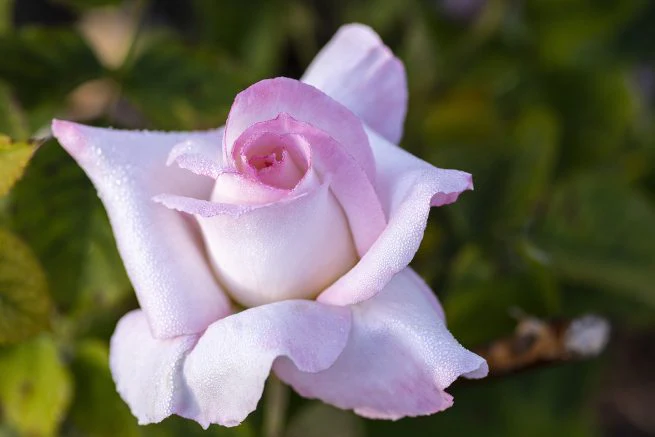 Secret™ - Star Roses and Plants - Image 2