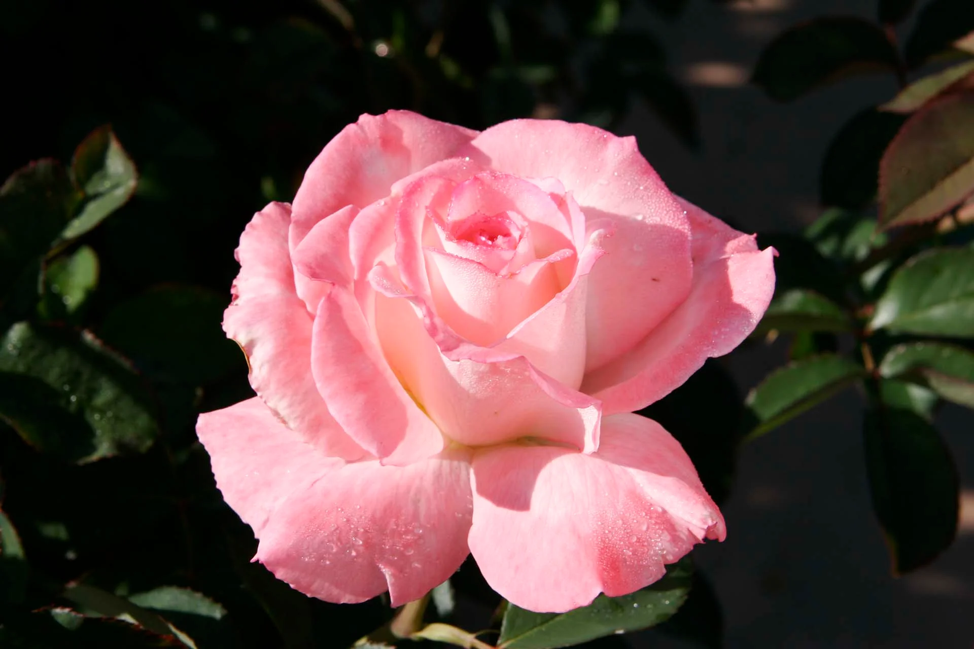 Secret™ - Star Roses and Plants - Image 3