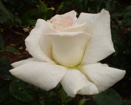 Secret’s Out!™ - Star Roses and Plants - Image 2