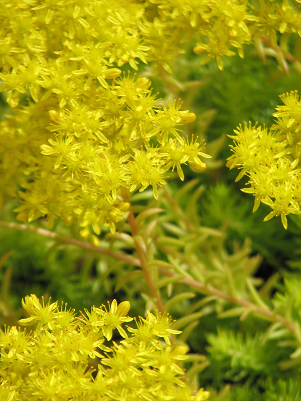 Sedum - Angelina, 1 Pack - Image 2