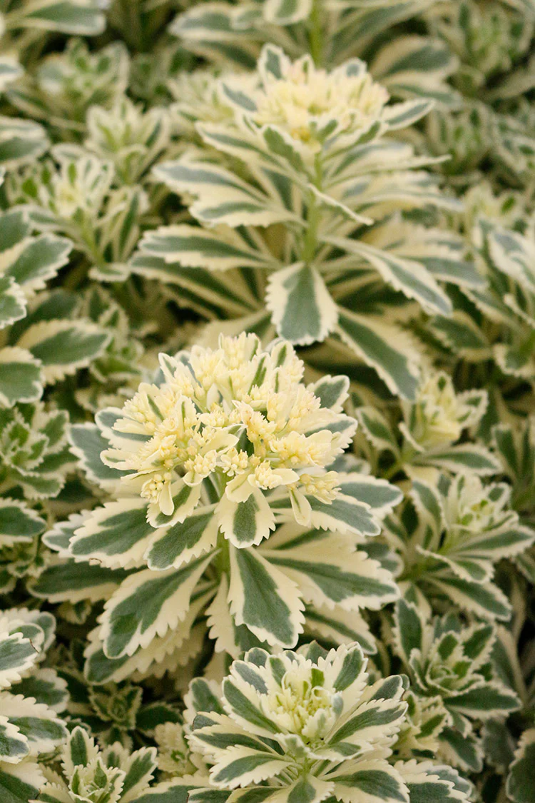 Sedum - Atlantis, 1 Pack - Image 2