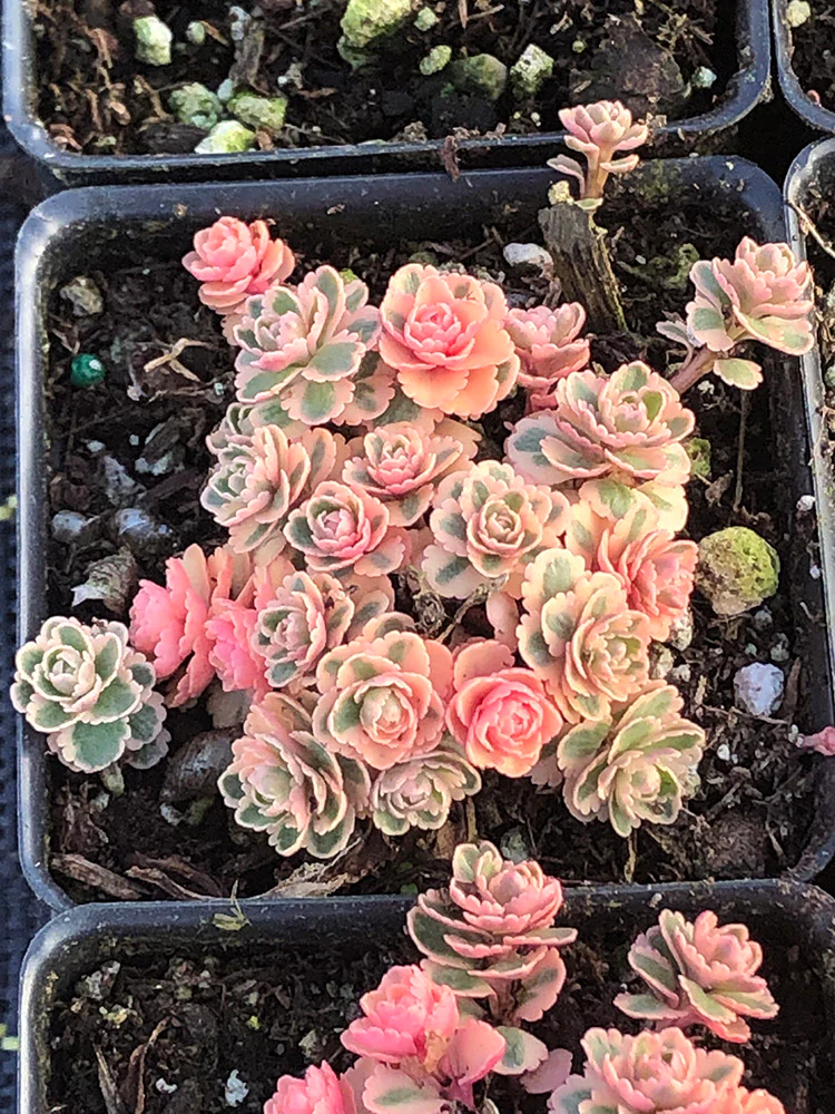 Sedum - Atlantis, 1 Pack - Image 3