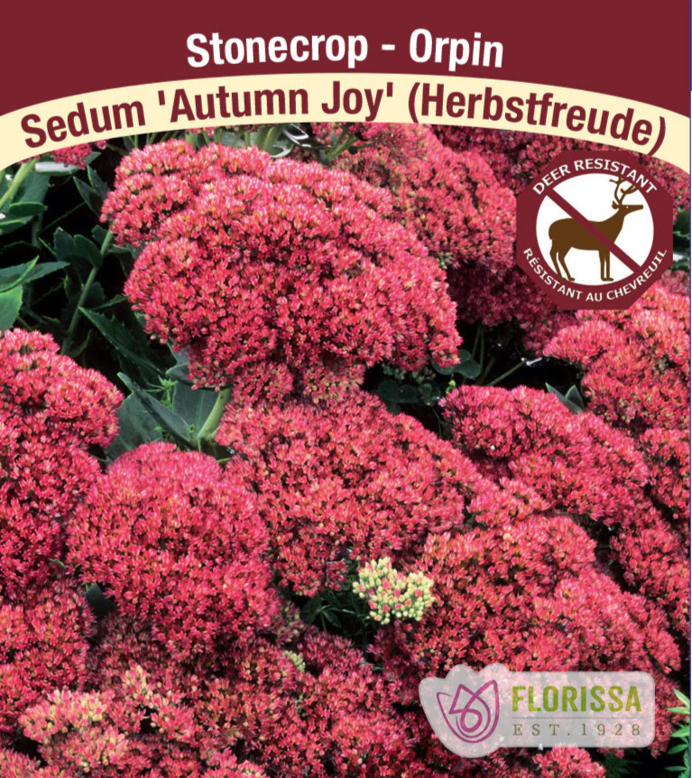 Sedum - Autumn Joy, 1 Pack