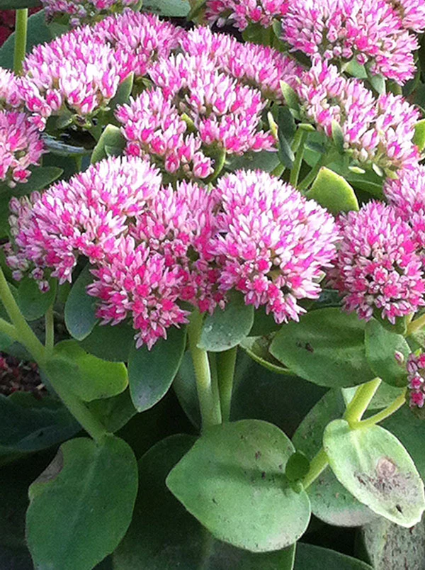 Sedum - Autumn Joy, 1 Pack - Image 2