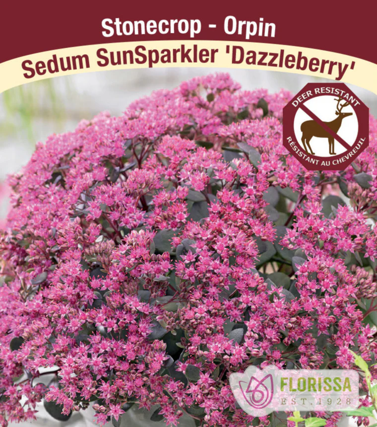 Sedum SunSparkler - Dazzleberry, 1 Pack