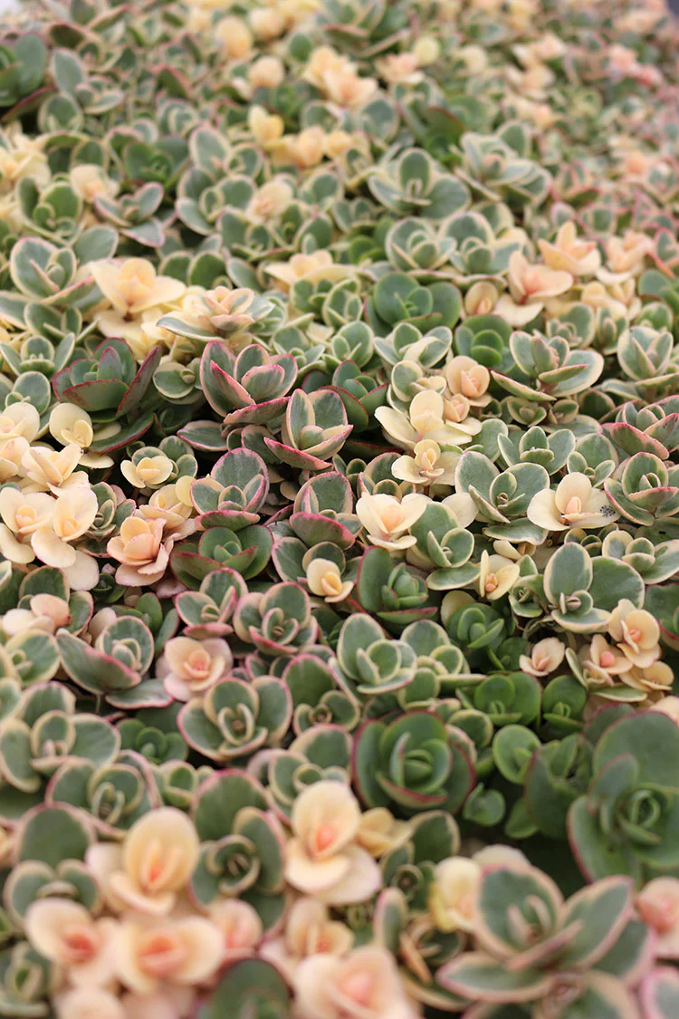 Sedum - Lime Twister, 1 Pack - Image 2