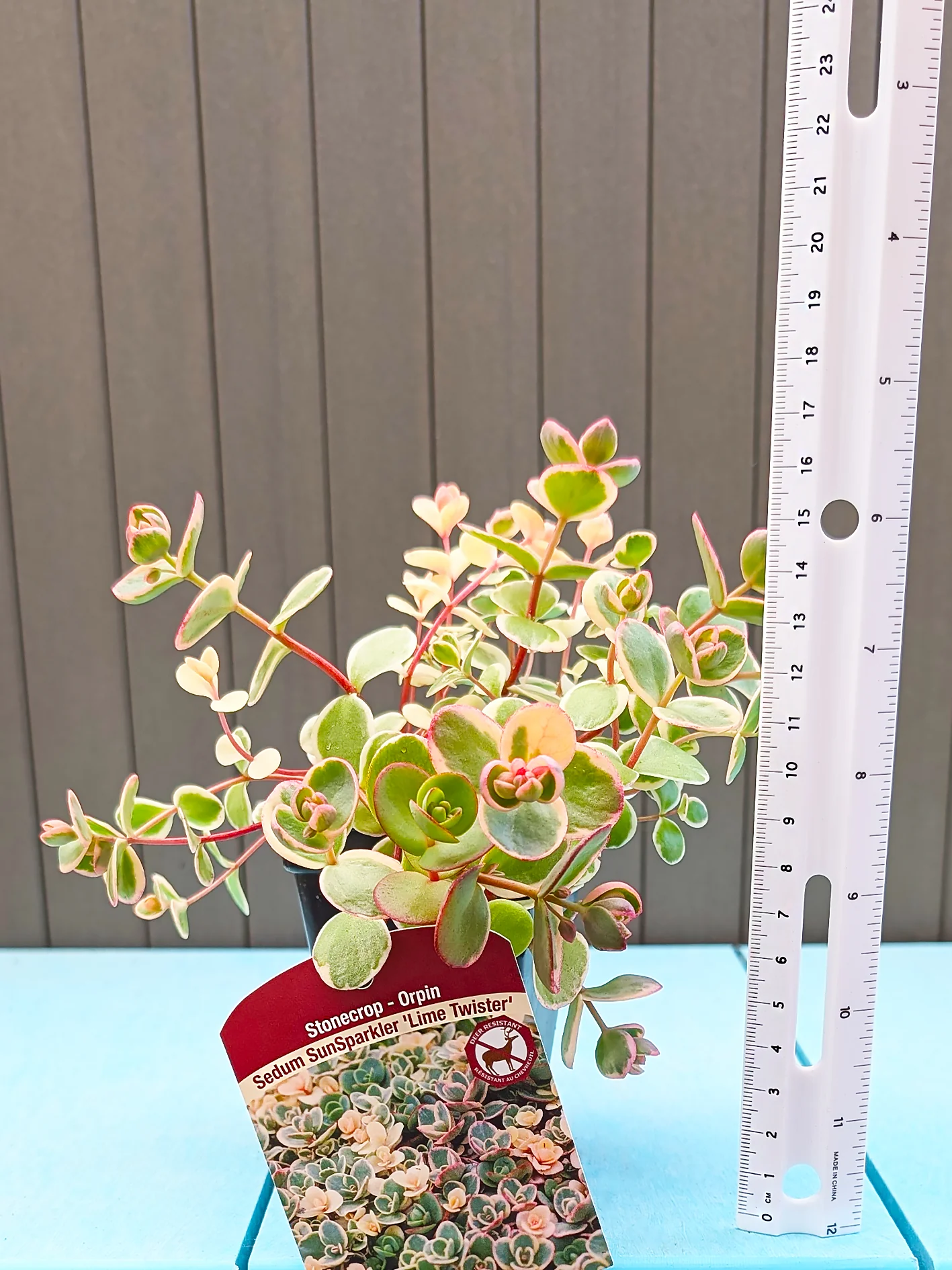 Sedum - Lime Twister, 1 Pack - Image 3