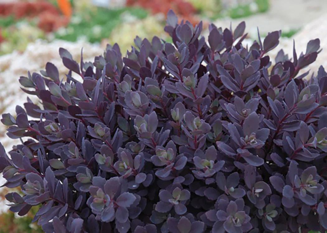 Sedum SunSparkler - Plum Dazzled, 1 Pack - Image 2
