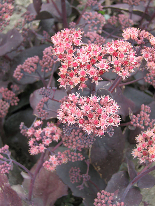 Sedum - Purple Emperor, 1 Pack - Image 2