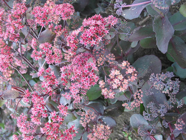 Sedum - Purple Emperor, 1 Pack - Image 3
