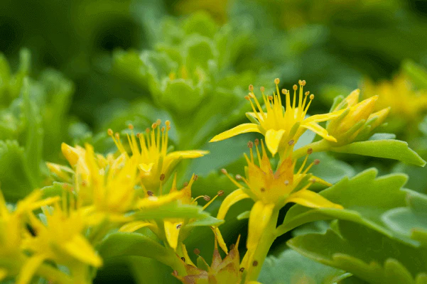 Sedum Spirit - Ontario Seed Company
