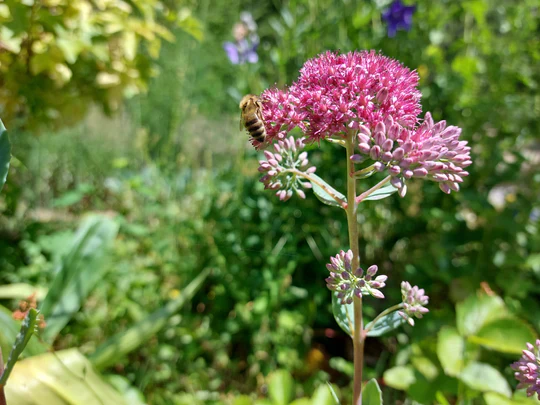 Sedum Stone Orpine - Eagleridge Seeds - Image 2