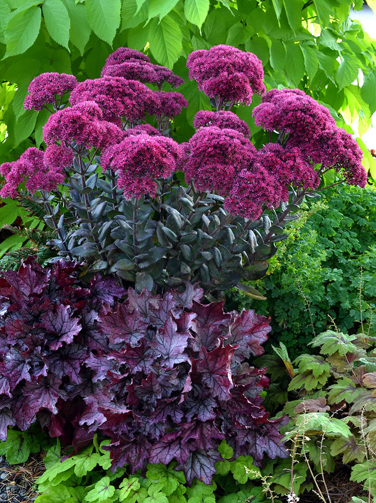Sedum - Thunderhead, 1 Pack - Image 2