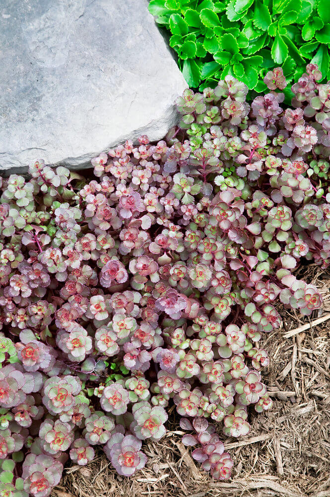 Sedum Voodoo - Ontario Seed Company