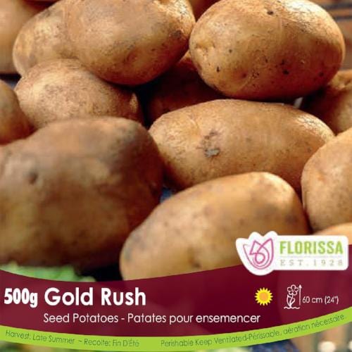 Organic Potato - Gold Rush, 500g - Image 2