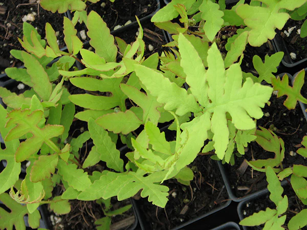 Sensitive Fern - Sensibilis, 1 Pack - Image 2