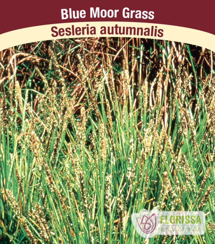 Sesleria autumnalis - Autumn Moor Grass, 1 Pack