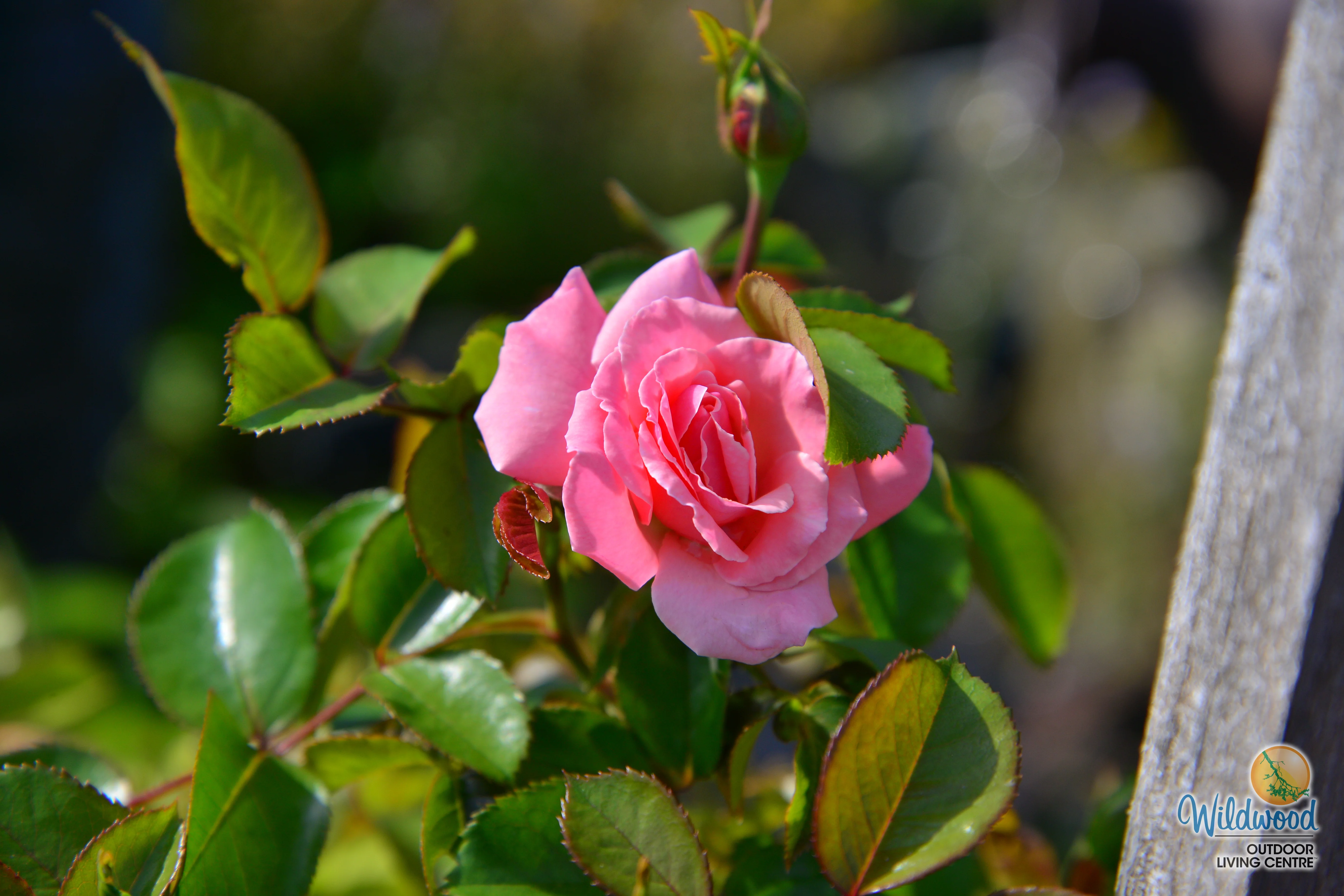 Sexy Rexy - Weeks Rose - Image 2