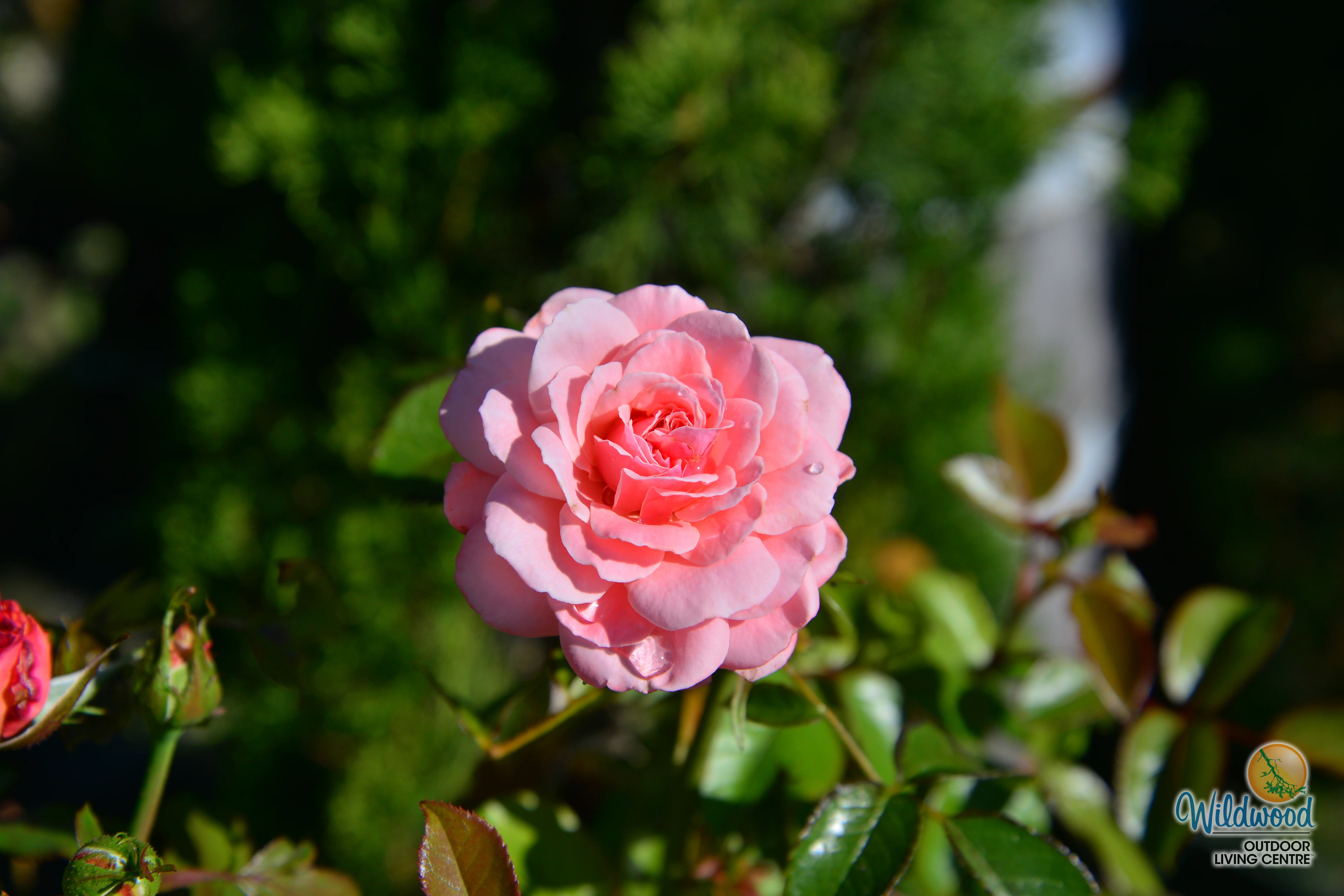 Sexy Rexy - Weeks Rose - Image 4