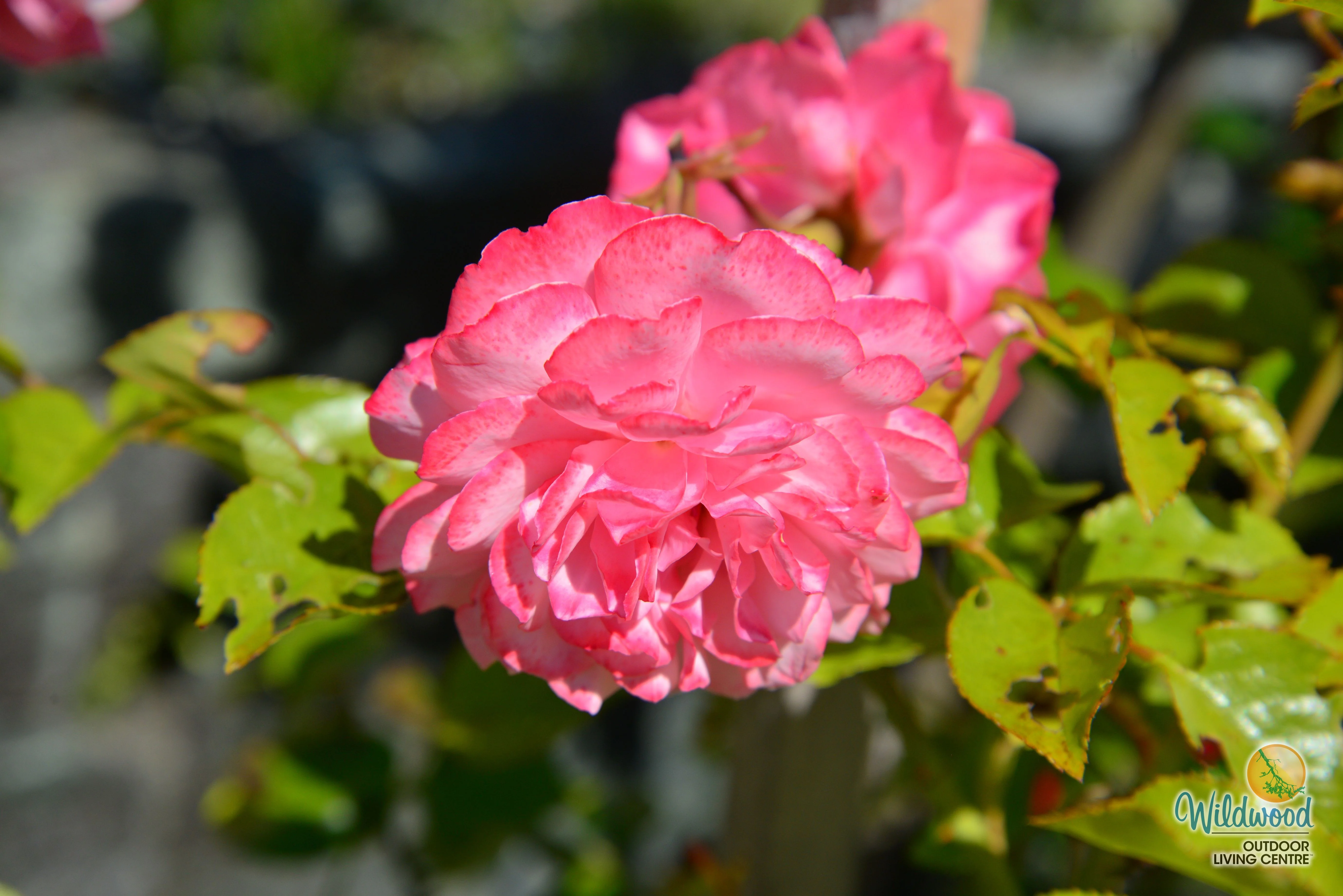 Sexy Rexy - Weeks Rose - Image 6