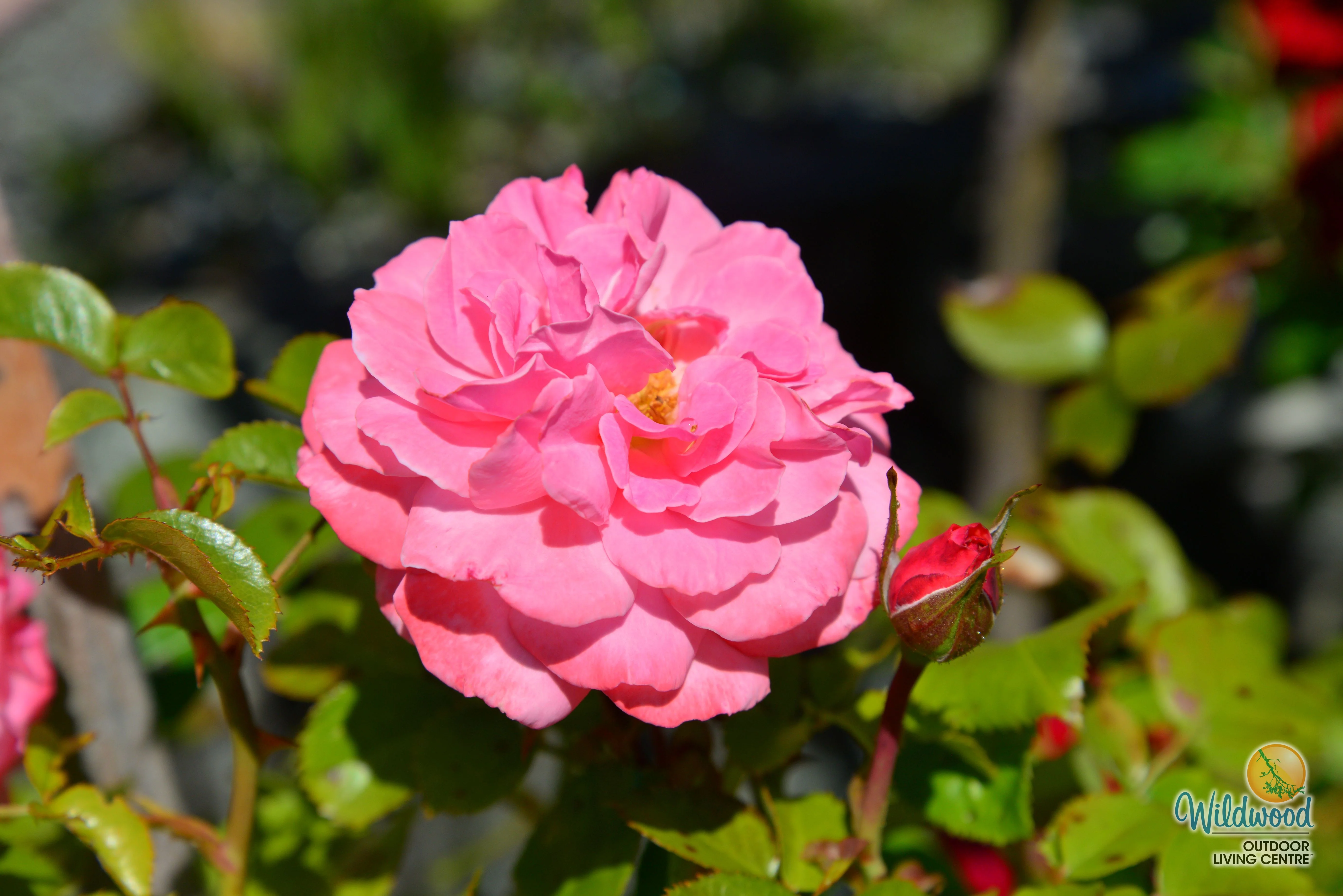 Sexy Rexy - Weeks Rose - Image 7