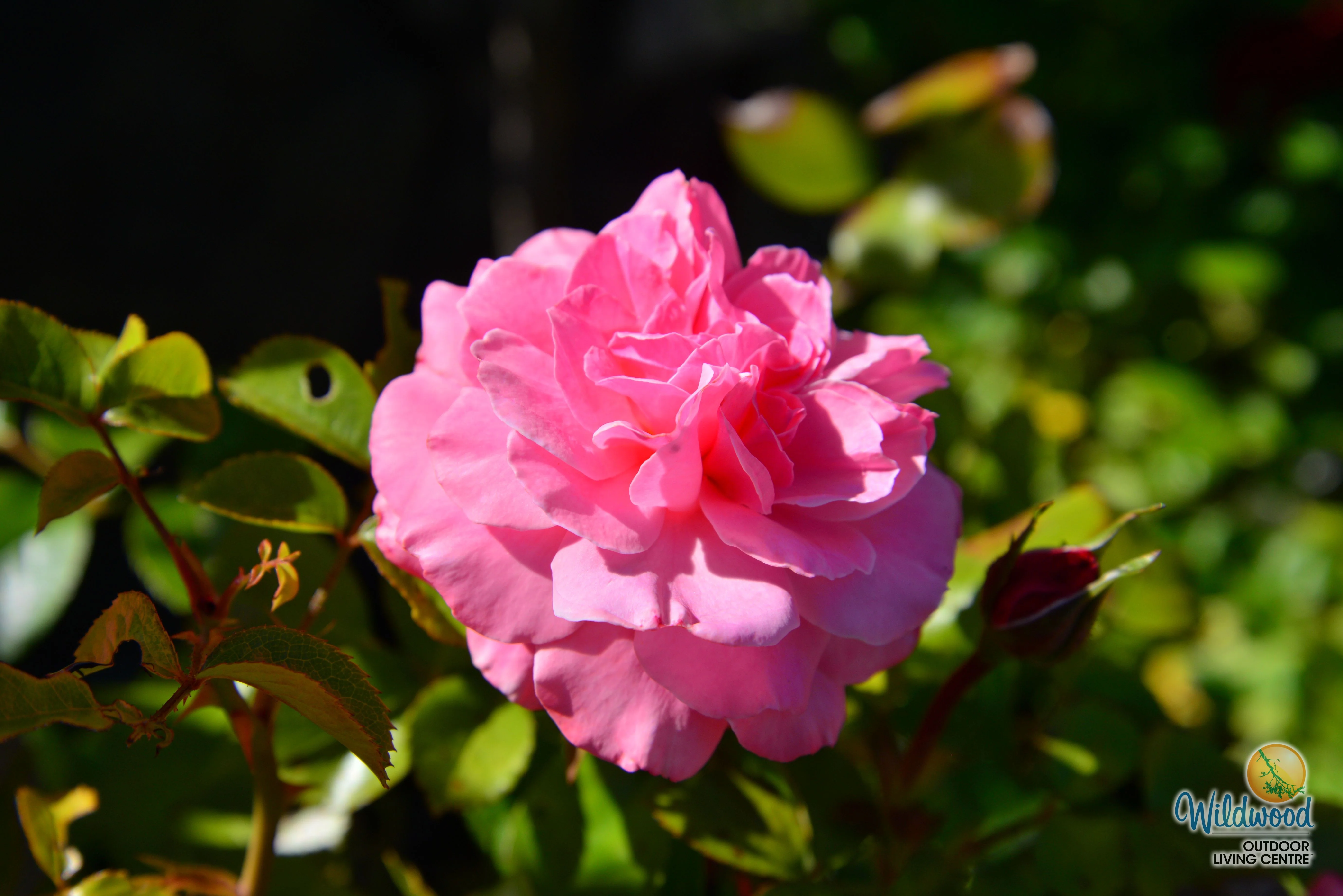Sexy Rexy - Weeks Rose - Image 8
