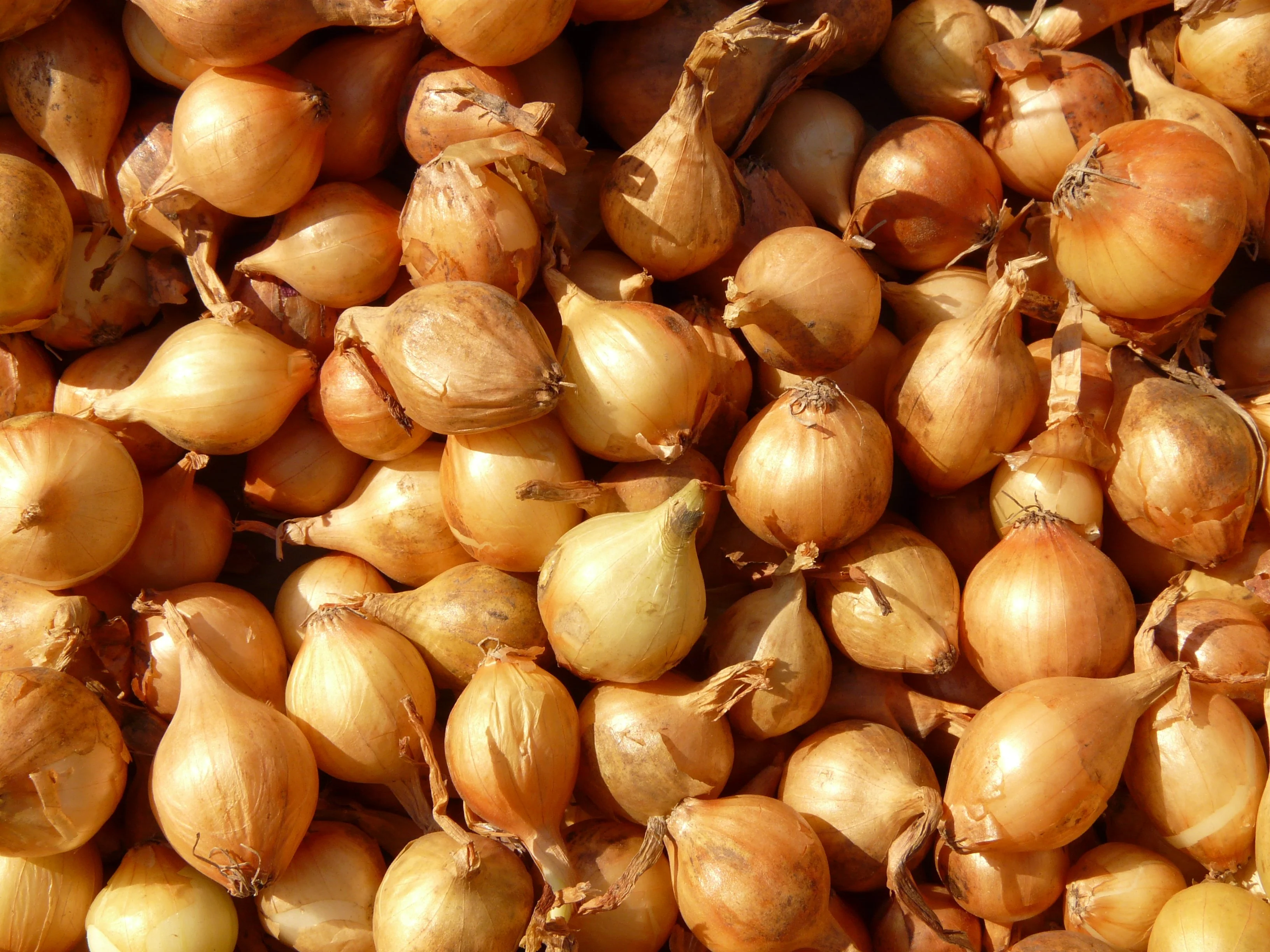 Shallots - French Gourmet, 10 Pack - Image 2