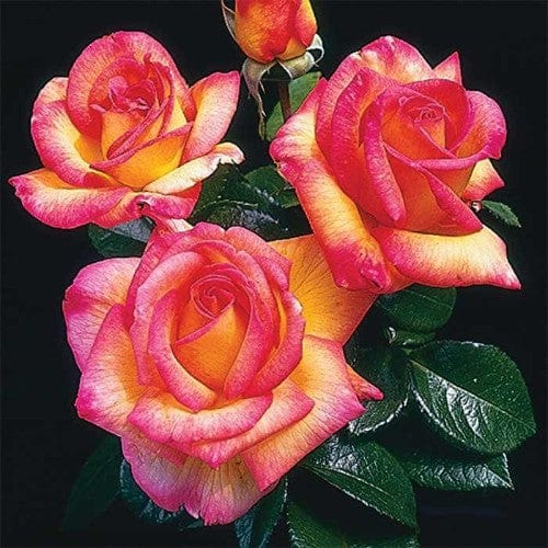 Sheila's Perfume - Weeks Rose - Image 2