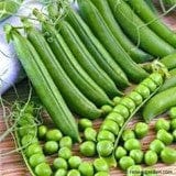 Pea Sabre - Renee's Garden - Image 2