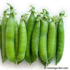 Pea Sabre - Renee's Garden - Image 3