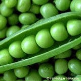 Pea Sabre - Renee's Garden - Image 4