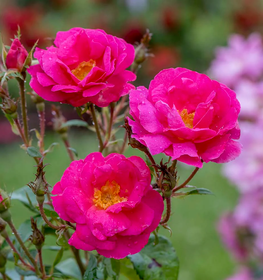 Shining Moment™ - Star Roses and Plants - Image 2