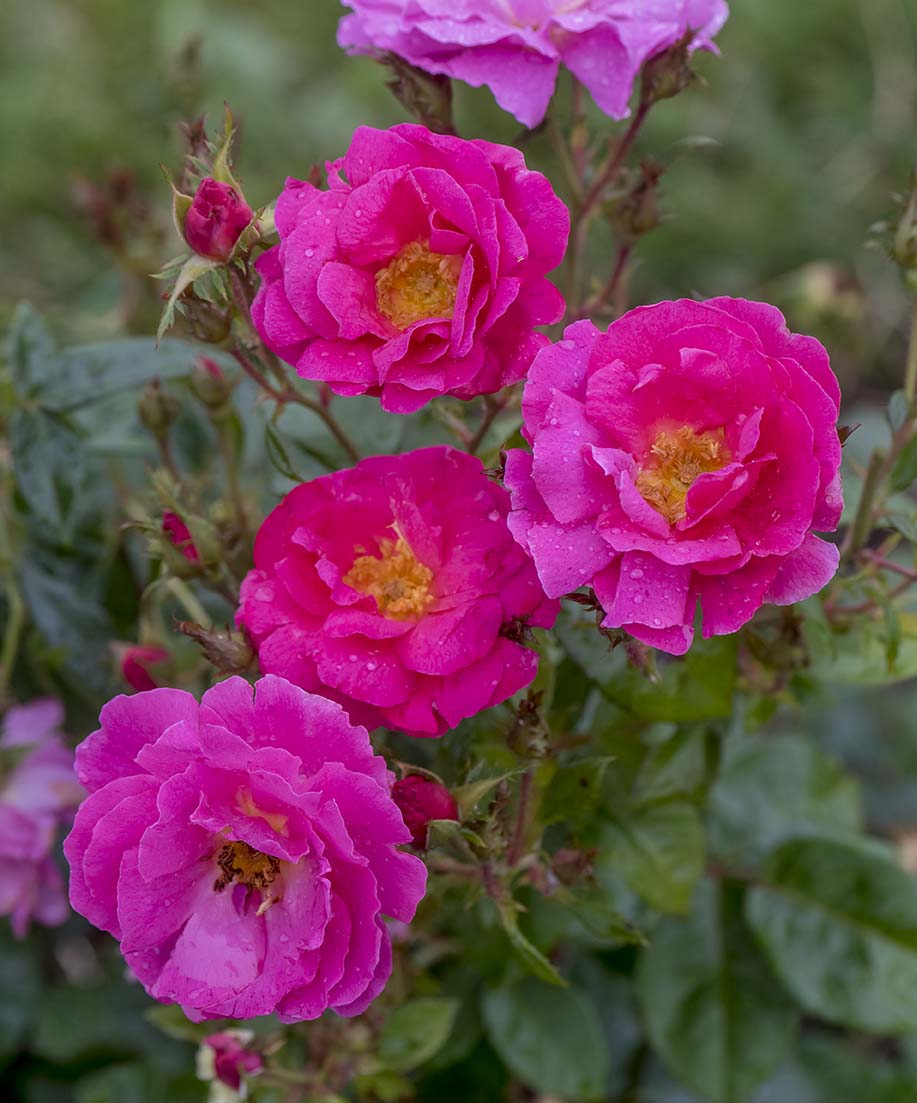 Shining Moment™ - Star Roses and Plants - Image 3