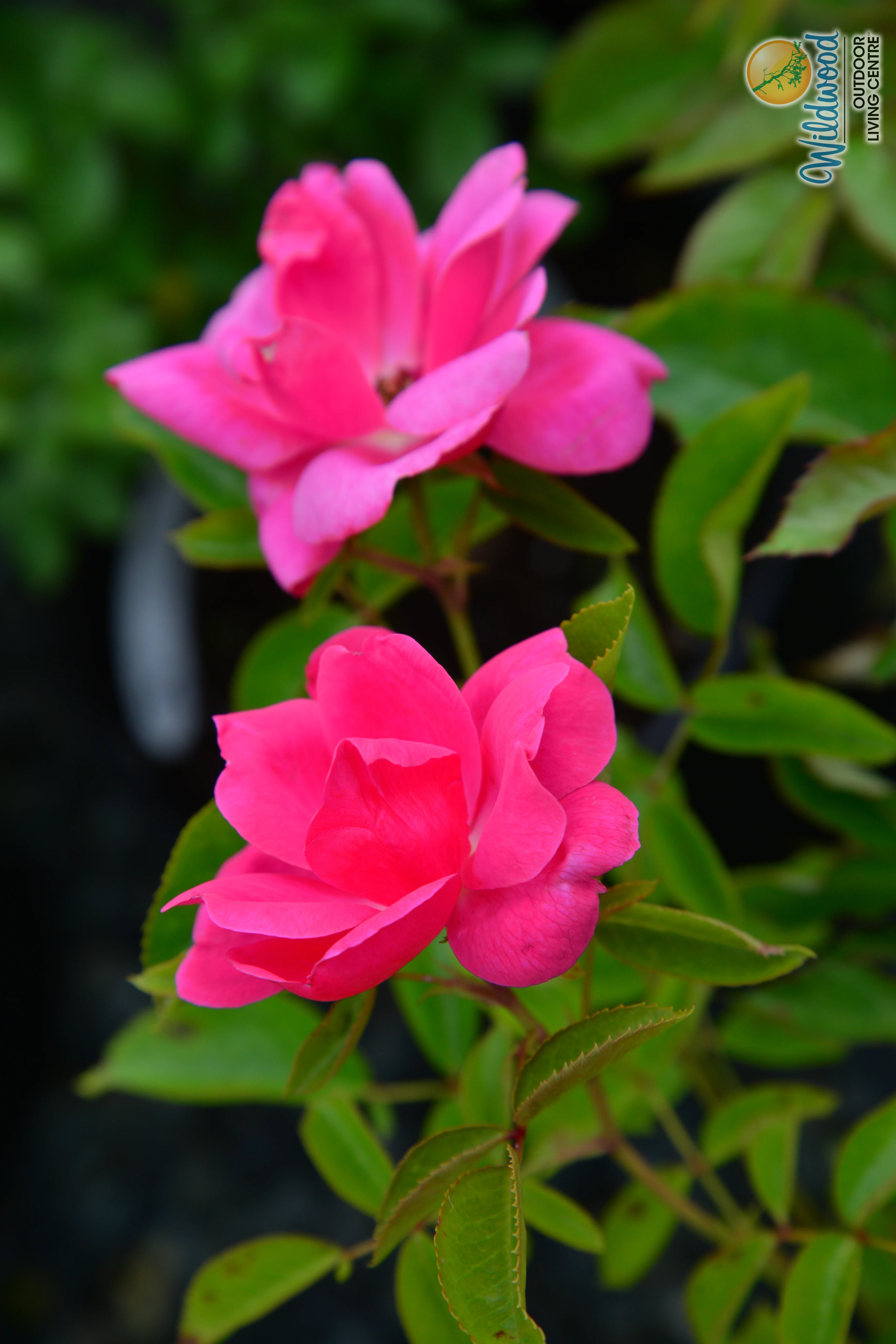 Shining Moment™ - Star Roses and Plants - Image 4