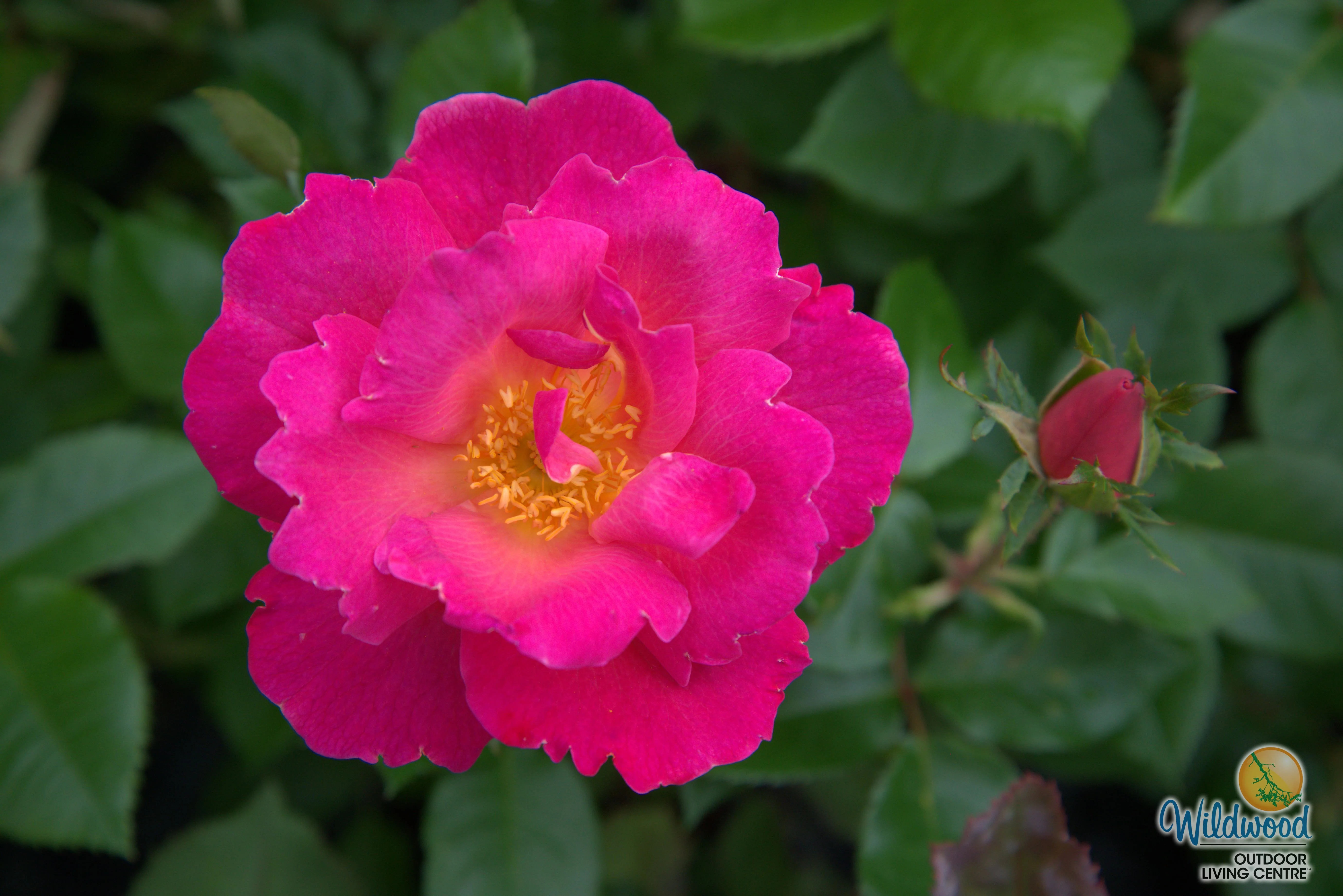 Shining Moment™ - Star Roses and Plants - Image 5