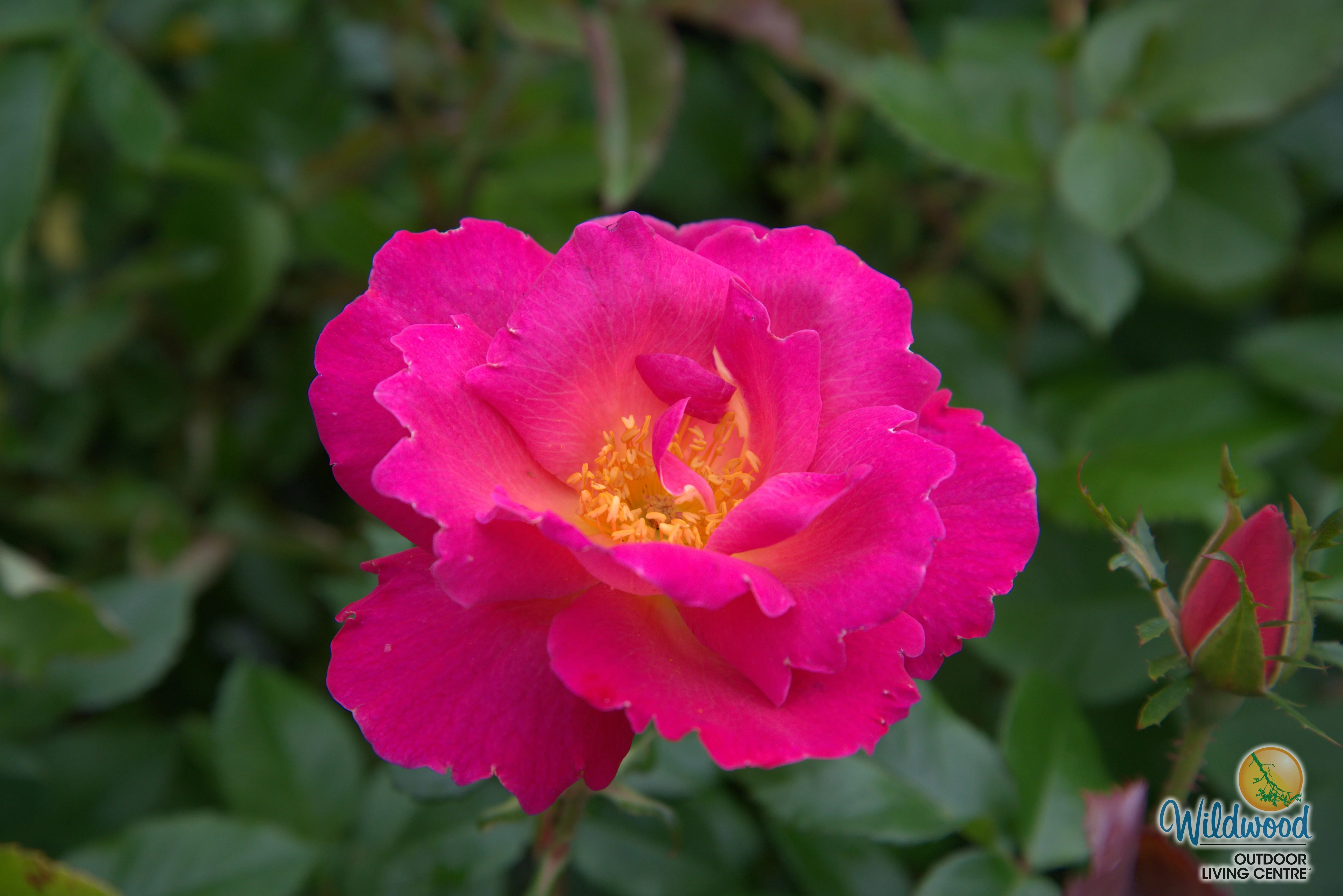 Shining Moment™ - Star Roses and Plants - Image 6