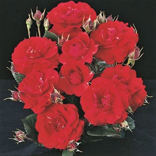 Showbiz - Weeks Rose - Image 2