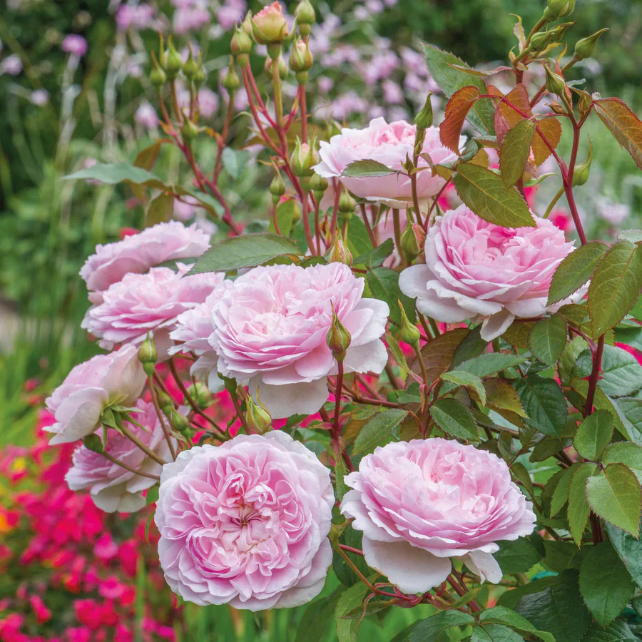 Silas Marner - David Austin Rose - Image 2